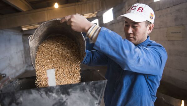 Мужчина с ведром зерна пшеницы. Архивное фото - Sputnik Кыргызстан