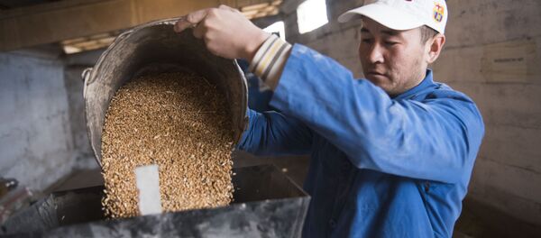 Буудай. Архив - Sputnik Кыргызстан