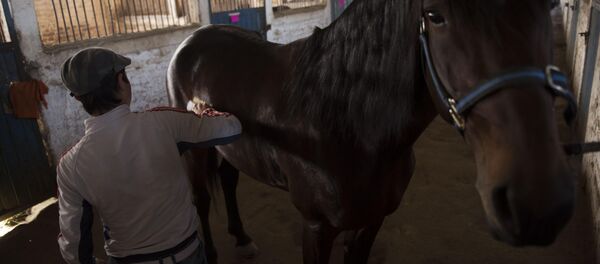 Лучший иноходец — Ганк. Сейчас в Кыргызстане нет ему равных - Sputnik Кыргызстан