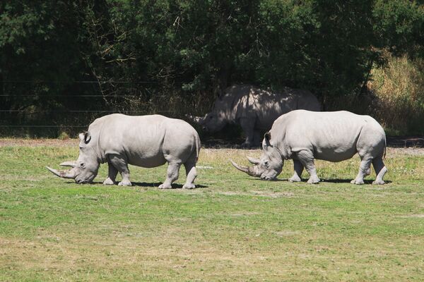 Носороги в одном из заповедников. Архивное фото - Sputnik Кыргызстан