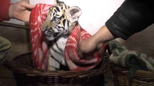 Сотрудники обесточенного сафари-парка кутали тигрят в одеяла в Крыму - Sputnik Кыргызстан