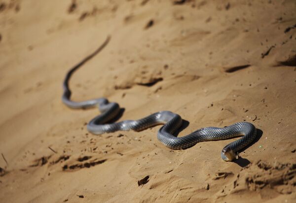 Гадюка на полигоне Ашулук - Sputnik Кыргызстан