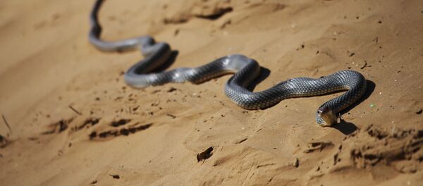 Гадюка. Архивное фото - Sputnik Кыргызстан