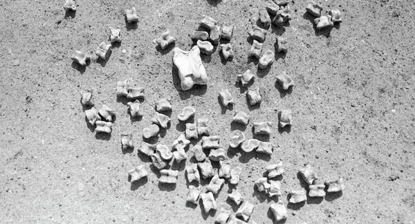 Чүкө — койдун же ири малдын жото жилигинен алынчу бөтөнчө түрдөгү сөөк. Чүкөлүү устукан — улук жиликтердин бири. - Sputnik Кыргызстан