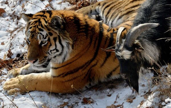 В Приморском сафари-парке амурский тигр по кличке Амур не стал есть предназначавшегося ему в качестве пищи козла Тимура. Вместо этого животные подружились, и, как отмечается на сайте сафари-парка, Амур старается обходить козла стороной и не смотрит на него, как на добычу. - Sputnik Кыргызстан