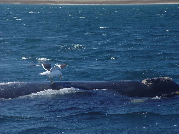 Чайка клюет аргентинского кита в заливе Нуэво. - Sputnik Кыргызстан
