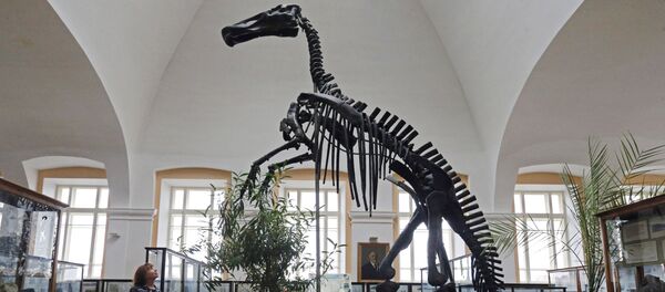 Динозавдын музейдеги сөөгү, архивдик сүрөт Динозавдын музейдеги сөөгү, архивдик сүрөт - Sputnik Кыргызстан