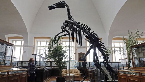 Кости динозавра в музее, архивное фото - Sputnik Кыргызстан