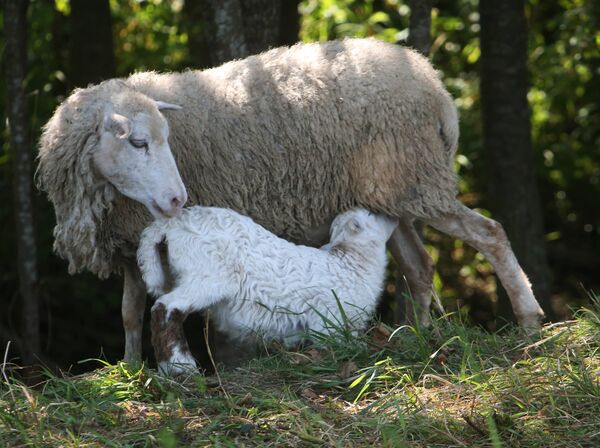 Выращивание овец в Калининградской области Выращивание овец в Калининградской области - Sputnik Кыргызстан