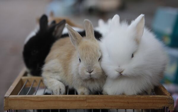 Маленькие кролики. Архивное фото - Sputnik Кыргызстан
