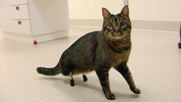 Титановые лапы для кота: ветеринары установили протезы домашнему питомцу - Sputnik Кыргызстан