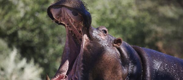 Бегемот на территории заповедника. Архивное фото - Sputnik Кыргызстан