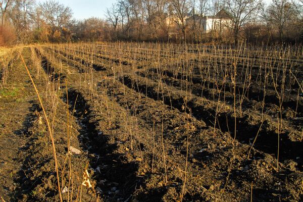 Кроме того, на клумбах и аллеях будут высажены хризантемы и красивоцветущие кустарники - Sputnik Кыргызстан