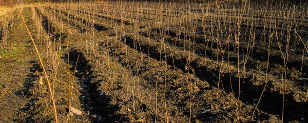 Саженцы деревьев. Архивное фото - Sputnik Кыргызстан