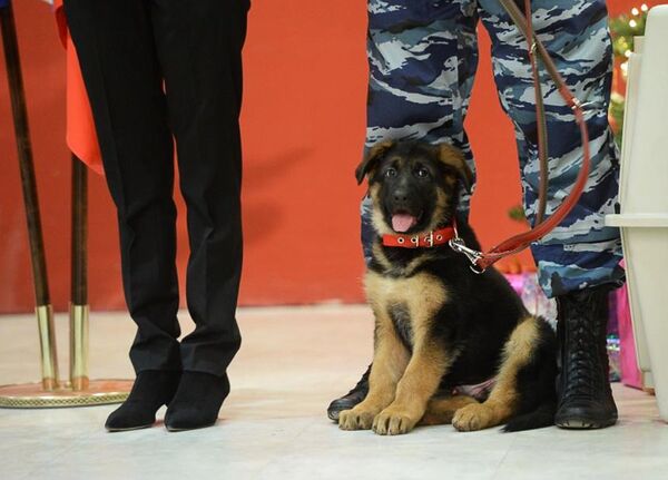 Торжественная передача в дар французской полиции щенка Добрыни - Sputnik Кыргызстан
