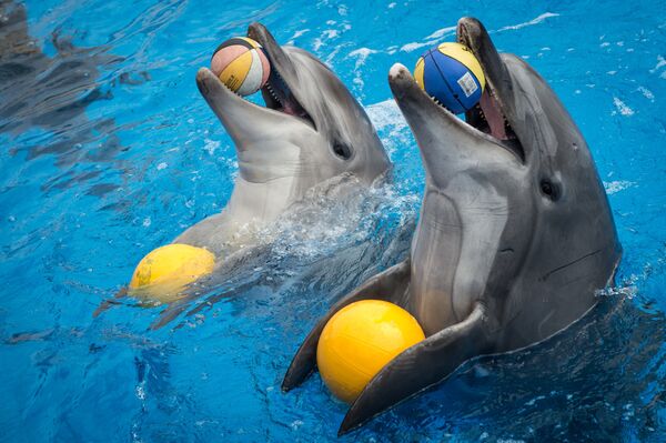 Дельфины в бассейне дельфинария. Архивное фото - Sputnik Кыргызстан