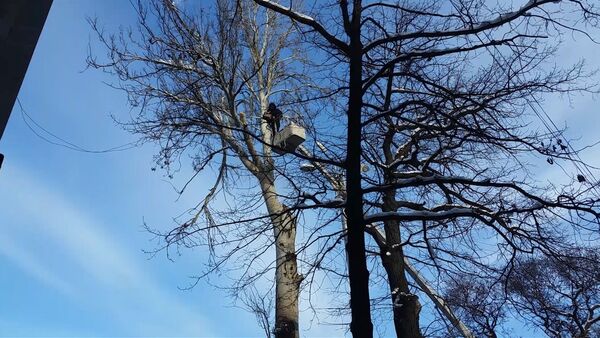 Муниципальные службы пилили высокое дерево в центре города - Sputnik Кыргызстан