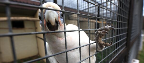 Попугай в клетке. Архивное фото - Sputnik Кыргызстан