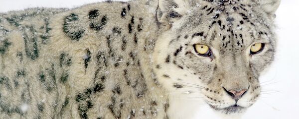 Топ-10 самых редких и исчезающих видов животных Кыргызстана - Sputnik Кыргызстан