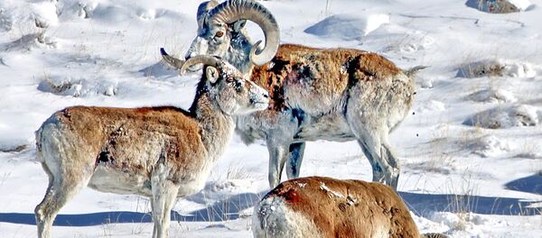 Топ-10 самых редких и исчезающих видов животных Кыргызстана - Sputnik Кыргызстан