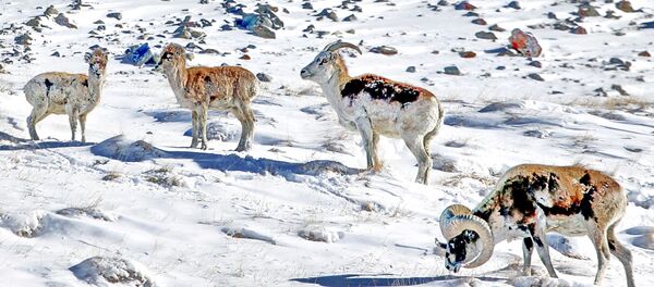 Топ-10 самых редких и исчезающих видов животных Кыргызстана Топ-10 самых редких и исчезающих видов животных Кыргызстана - Sputnik Кыргызстан