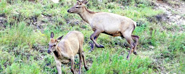 Марал (благородный олень). Архивное фото - Sputnik Кыргызстан