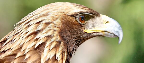 Бүркүттүн санынын кыскарышы токойлордун азайышына, мергенчиликке байланыштуу келет. Көп учурда ал аңчылардын курмандыгына айланып калат. - Sputnik Кыргызстан