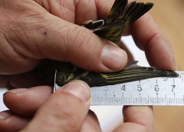 Сотрудник орнитолог измеряет длину крыла птицы. Архивное фото - Sputnik Кыргызстан