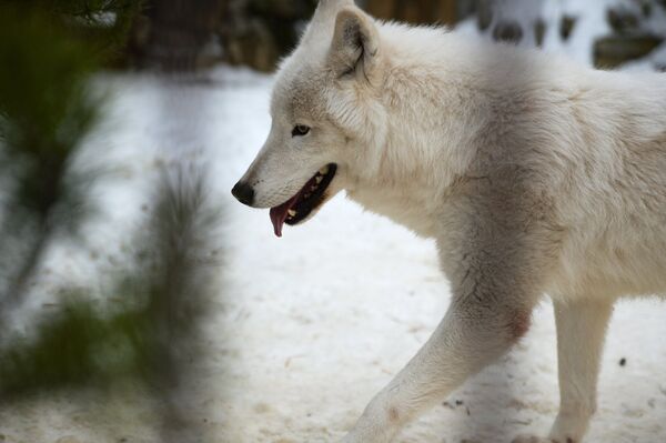 Волк в зоопарке. Архивное фото - Sputnik Кыргызстан