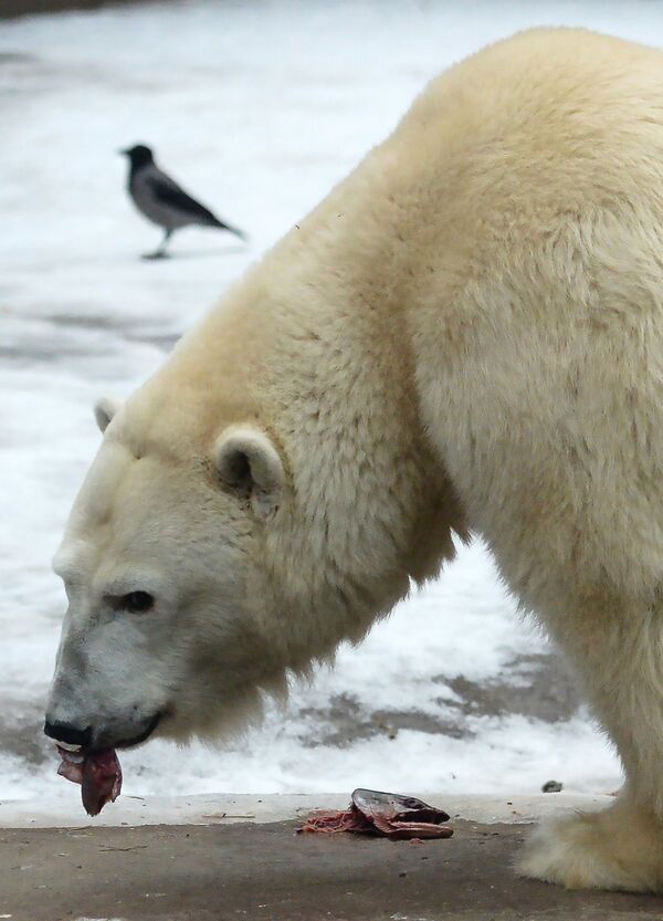 Белая медведица. Архивное фото - Sputnik Кыргызстан