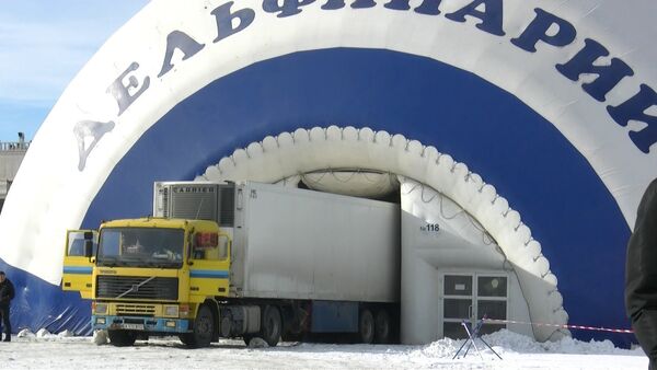 О том, как дельфины перенесли транспортировку — водитель грузовика - Sputnik Кыргызстан
