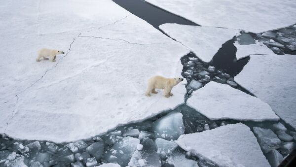 Белая медведица с медвежонком на льдах Арктики. Архивное фото - Sputnik Кыргызстан