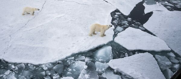 Белая медведица с медвежонком в районе архипелага Земля Франца Иосифа в Баренцевом море. Архивное фото - Sputnik Кыргызстан