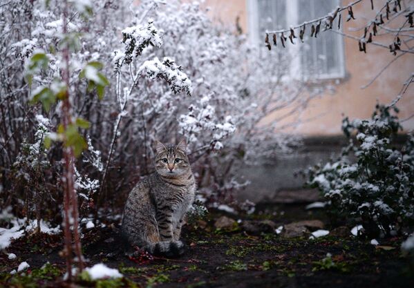 Зима в Новосибирской области - Sputnik Кыргызстан