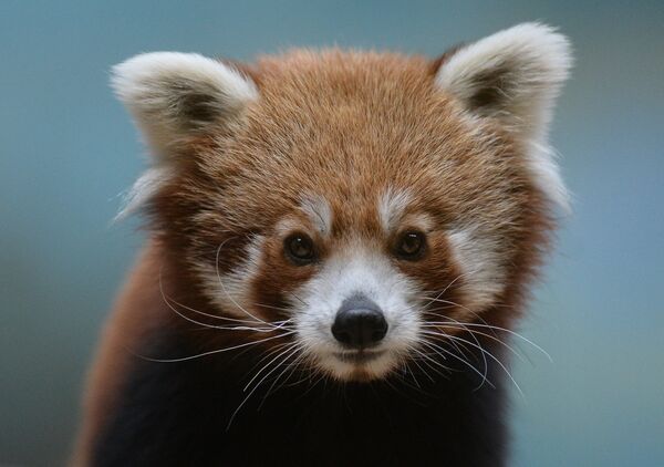 В Московском зоопарке появился самец красной панды - Sputnik Кыргызстан