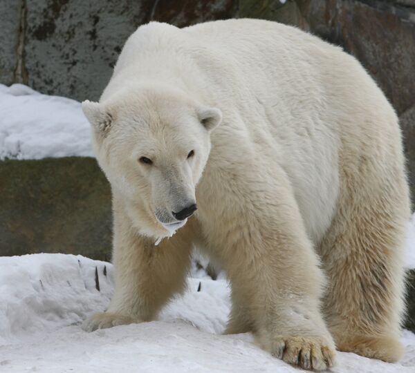 Белая медведица. Архивное фото - Sputnik Кыргызстан