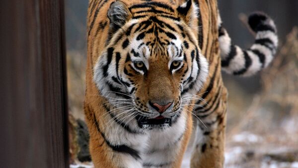 Уссурийский тигр по кличке Амур в вольере Приморского сафари-парка. Архивное фото - Sputnik Кыргызстан