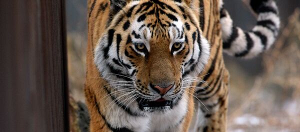 Уссурийский тигр по кличке Амур в вольере Приморского сафари-парка. Архивное фото - Sputnik Кыргызстан