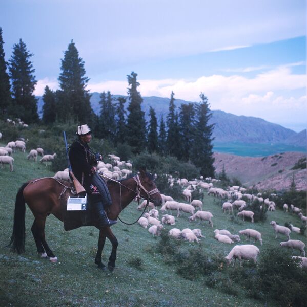 Чабан Абдыкадыр Баялиев пасет тонкорунных овец в горах Терскей Алатау - Sputnik Кыргызстан