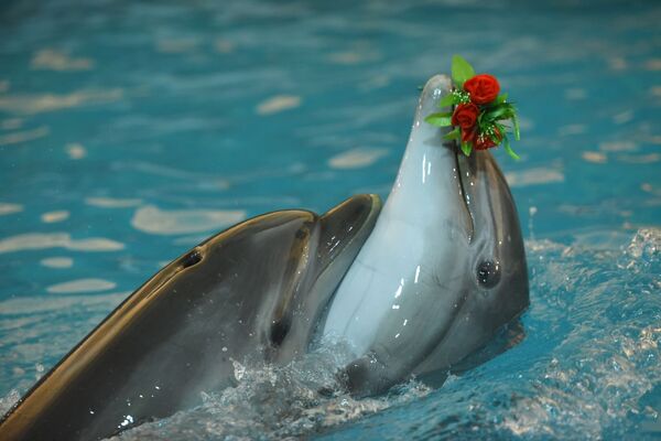Дельфины плавают с букетом цветов - Sputnik Кыргызстан