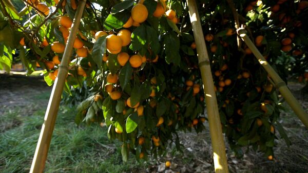 От мандаринового дерева до прилавка: как выращивают самый новогодний фрукт - Sputnik Кыргызстан