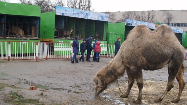 Условия содержания зверей — пользовательское видео из зоопарка в Бишке - Sputnik Кыргызстан