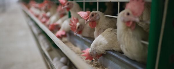 Курицы на птицефабрике. Архивное фото - Sputnik Кыргызстан