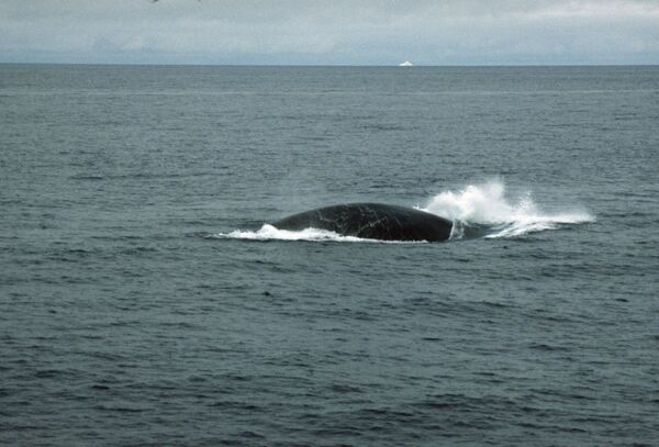 Синий кит. Архивное фото - Sputnik Кыргызстан