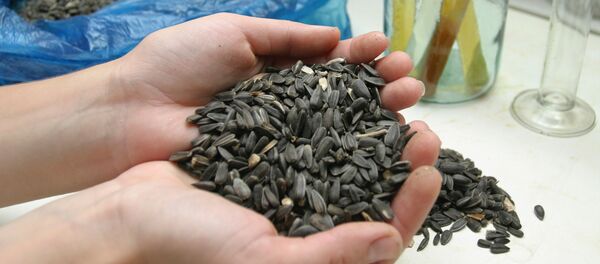 Семечки в пуке. Архивное фото - Sputnik Кыргызстан