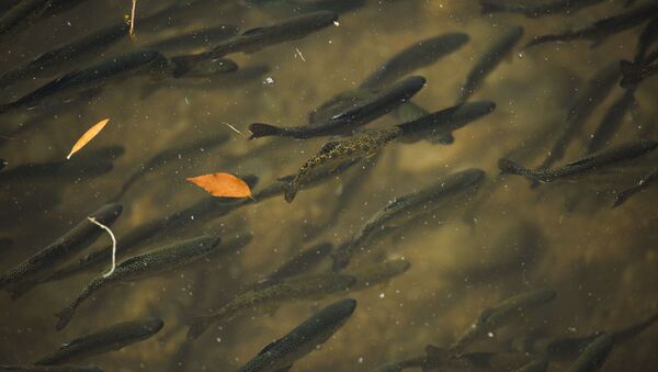 Маленькие рыбки в водоеме. Архивное фото - Sputnik Кыргызстан