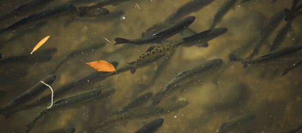 Балыктар. Архив Балыктар. Архив - Sputnik Кыргызстан