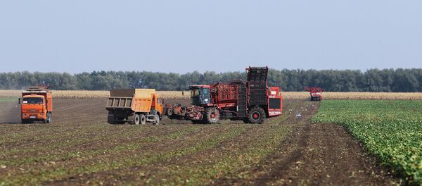 Кызылча чогултуу иштери. Архив Кызылча чогултуу иштери. Архив - Sputnik Кыргызстан