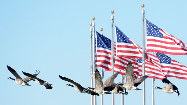Стая гусей летит на фоне флага США возле монумента Вашингтона. Архивное фото - Sputnik Кыргызстан