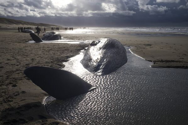 Выбросившиеся киты на берег на острове Тексель в Нидерландах. - Sputnik Кыргызстан
